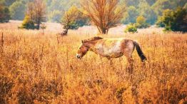 Chernobyl
