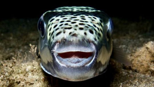 Pagan a los pescadores para eliminar el pez globo, una especie invasora que amenaza la pesca