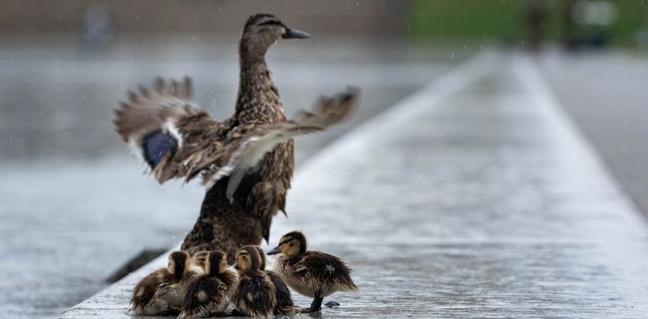 Patitos y su madre se reúnen al borde del Estanque Reflectante del Monumento a Lincoln mientras continúan las labores de limpieza de la proliferación de algas, y la pintura se desprende del fondo del estanque, en Washington, D.C.. El presidente estadounidense Donald Trump amenazó el lunes con penas de cárcel a cualquiera que intentara dañar uno de sus proyectos de renovación más emblemáticos: el Estanque Reflectante del Monumento a Lincoln en Washington, cuya remodelación se ha convertido en un punto álgido político. Trump contrató a empresas para vaciar el estanque de 610 metros y repintarlo de azul, el color de la bandera estadounidense.