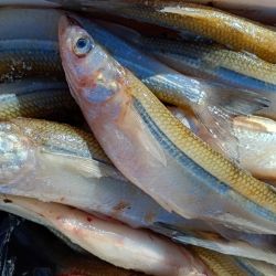 El buen presente de Caballo Loco quedó reflejado el último fin de semana durante un concurso organizado por el Club de Pesca de Coronel Suárez, donde los participantes disfrutaron de una jornada con muy buenas respuestas del pique.