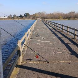 Por el Río de la Plata de costa o en los espigones, hay pesca de pejerreyes pero no se afirmó aún. 