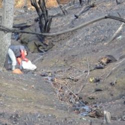 Vista de un arroyo tras los incendios en la región andino-patagónica en Chubut. 
