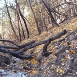 Zona del incendio Cholila -Golondrinas.