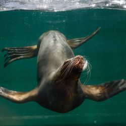 Un león marino se refresca jugando con un trozo de hielo en su recinto del Parque Zoológico de París, Francia. | Foto:DIMITAR DILKOFF / AFP