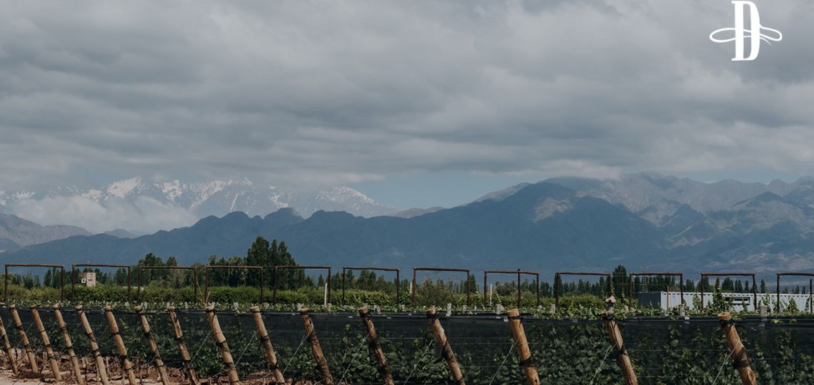 Vinos con nombre y apellido 