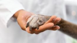 Zoonosis 02072026