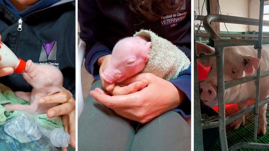 América latina ya tiene su primer cerdo clonado y diseñado para poder donar órganos a humanos