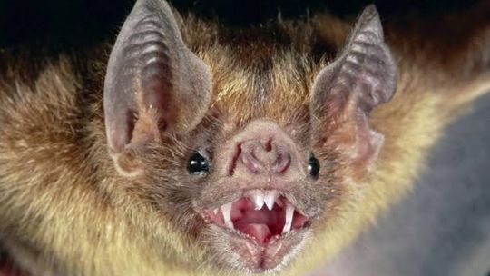Un nene de 11 años murió tras despertarse con un murciélago en la cara