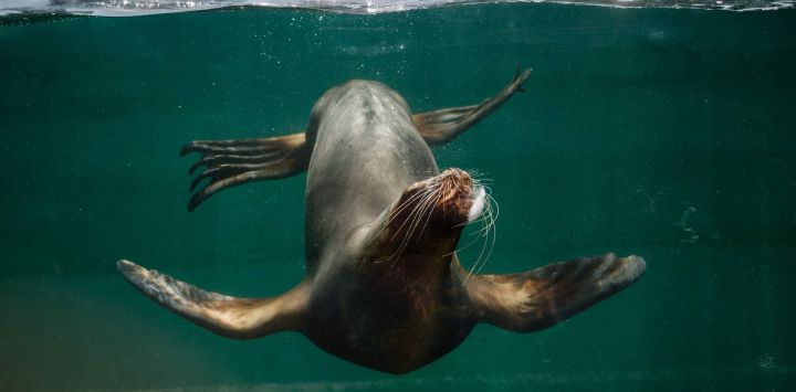 Un león marino se refresca jugando con un trozo de hielo en su recinto del Parque Zoológico de París, Francia.