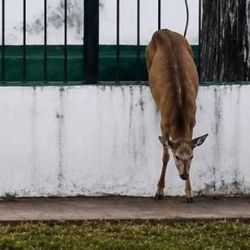 El animal deambulaba por las calles platenses.
