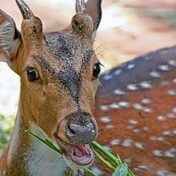 Los vecinos filmaron al animal desorientado entre las casas.