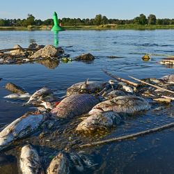 El desastre ocurrido en el embalse Pilchowickie inevitablemente remite a la grave crisis ambiental registrada en 2022 en el río Óder, cuando millones de peces y otros organismos acuáticos murieron a lo largo de cientos de kilómetros por una combinación de factores ambientales y contaminación. 