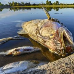 El desastre ocurrido en el embalse Pilchowickie inevitablemente remite a la grave crisis ambiental registrada en 2022 en el río Óder, cuando millones de peces y otros organismos acuáticos murieron a lo largo de cientos de kilómetros por una combinación de factores ambientales y contaminación.