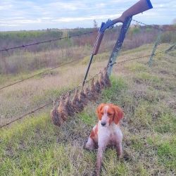 En los campos de Labardén las perdices caminaban demasiado, se desplazaban en forma constante y rara vez permitían que las perras completaran su trabajo como corresponde.