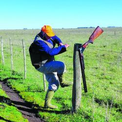 En los campos de Labardén las perdices caminaban demasiado, se desplazaban en forma constante y rara vez permitían que las perras completaran su trabajo como corresponde.