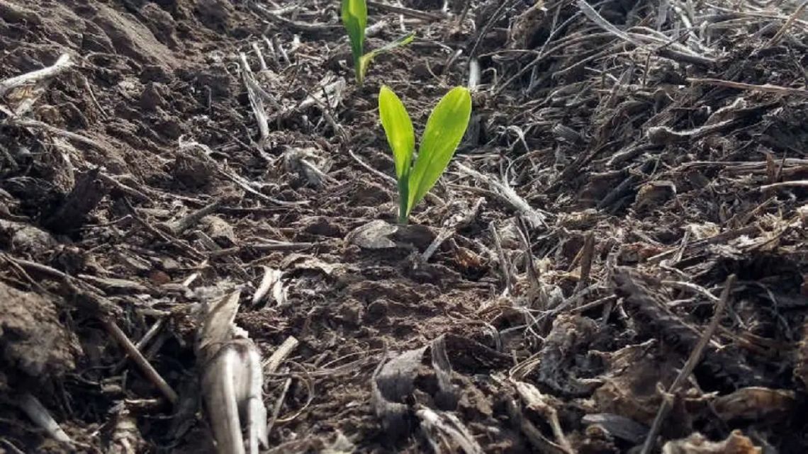 Nutrientes en los suelos: Este es el tema más trascendente de la producción agrícola en la actualidad