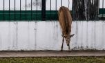 Avistan un ciervo axis suelto en un barrio de La Plata