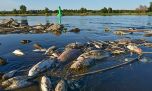 Alerta: miles de peces murieron tras el vaciado de un embalse en plena ola de calor