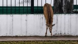 El animal deambulaba por las calles platenses.