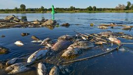 El desastre ocurrido en el embalse Pilchowickie inevitablemente remite a la grave crisis ambiental registrada en 2022 en el río Óder, cuando millones de peces y otros organismos acuáticos murieron a lo largo de cientos de kilómetros por una combinación de factores ambientales y contaminación.