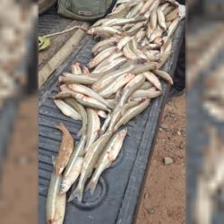 Los efectivos de la División Lacustre y Fluvial de la Policía provincial, quienes realizaban patrullajes preventivos en la zona, labraron la infracción correspondiente por la presunta violación de la normativa vigente en materia de pesca. 