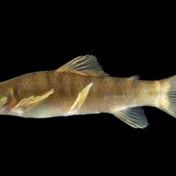 La especie habita arroyos y ríos de aguas claras que recorren las ecorregiones de las Yungas y el Chaco serrano, entre aproximadamente 700 y 2.000 metros sobre el nivel del mar. 