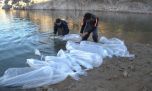 Punta Negra suma 600 pejerreyes reproductores para conservar el ecosistema acuático