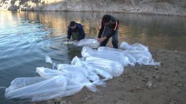 La iniciativa no solo busca conservar el equilibrio de los ecosistemas acuáticos, sino también sostener una población saludable de pejerreyes que permita mantener la actividad pesquera y el atractivo turístico del dique en los próximos años.