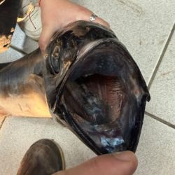 El ejemplar despertó rápidamente la curiosidad de pescadores deportivos y aficionados debido a que el bonito no suele verse tan cerca de la costa del Golfo San Jorge.