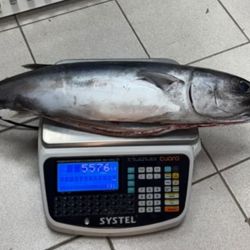 El ejemplar despertó rápidamente la curiosidad de pescadores deportivos y aficionados debido a que el bonito no suele verse tan cerca de la costa del Golfo San Jorge.