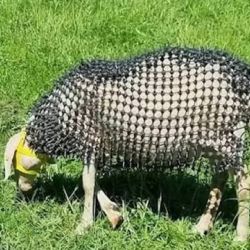  El proyecto comenzó a desarrollarse tras el aumento de los ataques registrados en campos de Austria.