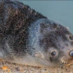 Pese a las heridas observadas y a la vulnerabilidad del lobito marino, las autoridades decidieron dejarlo allí,