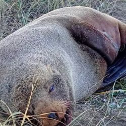El animal presentaba heridas por mordeduras.