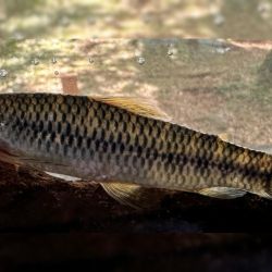 Characidium lilloi no solo incorpora una nueva especie al patrimonio natural argentino, sino que también pone en valor el papel de la ciencia pública para conocer, comprender y conservar la extraordinaria biodiversidad de nuestro país.
