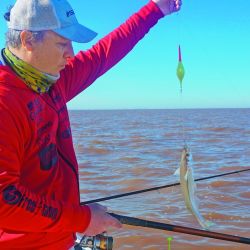 Pejerreyes grandes con encarne de una o dos mojarras por anzuelo. El Río de la Plata nunca falla.