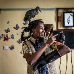 Rodgers Oloo Magutha, de 28 años, conocido popularmente como el "Hombre Pájaro de Nairobi", acaricia a algunas de las aves silvestres a su cargo antes de alimentarlas en su apartamento de una sola habitación en Kayole, un barrio de bajos ingresos en las afueras de Nairobi. Tras haber sido un adolescente sin hogar que sobrevivía en las calles de Nairobi, Rodgers Oloo Magutha, se ha transformado en uno de los conservacionistas comunitarios más singulares de Kenia. Viviendo en una modesta casa en el barrio de Kayole de Nairobi, Magutha ha ganado gran reconocimiento por rescatar aves silvestres heridas y huérfanas —desde cuervos, palomas y búhos hasta milanos negros y otras aves rapaces— a las que rehabilita y, siempre que es posible, libera de nuevo en la naturaleza, mientras que otras permanecen bajo su cuidado. | Foto:LUIS TATO / AFP