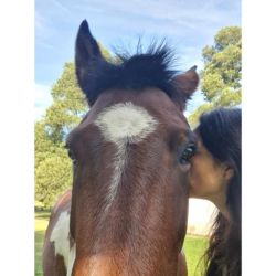 ¿Qué pueden enseñarte los caballos sobre liderazgo que nadie más te dice? | Foto:CONTENT NOTICIAS