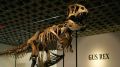 "Gus", el esqueleto de dinosaurio más conservado