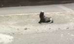 Apareció un lobo marino herido en la costanera de El Cóndor