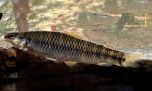 Descubren una nueva especie de pez que habita ríos de montaña 