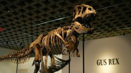 "Gus", el esqueleto de dinosaurio más conservado