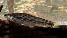 Characidium lilloi no solo incorpora una nueva especie al patrimonio natural argentino, sino que también pone en valor el papel de la ciencia pública para conocer, comprender y conservar la extraordinaria biodiversidad de nuestro país.