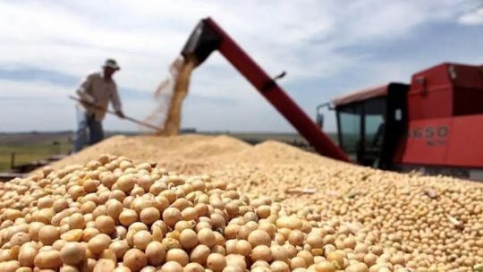 Histórico: productores de soja retienen 60% de lo cultivado cuando en general "guardan un 25, un 30%"
