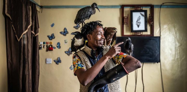 Rodgers Oloo Magutha, de 28 años, conocido popularmente como el "Hombre Pájaro de Nairobi", acaricia a algunas de las aves silvestres a su cargo antes de alimentarlas en su apartamento de una sola habitación en Kayole, un barrio de bajos ingresos en las afueras de Nairobi. Tras haber sido un adolescente sin hogar que sobrevivía en las calles de Nairobi, Rodgers Oloo Magutha, se ha transformado en uno de los conservacionistas comunitarios más singulares de Kenia. Viviendo en una modesta casa en el barrio de Kayole de Nairobi, Magutha ha ganado gran reconocimiento por rescatar aves silvestres heridas y huérfanas —desde cuervos, palomas y búhos hasta milanos negros y otras aves rapaces— a las que rehabilita y, siempre que es posible, libera de nuevo en la naturaleza, mientras que otras permanecen bajo su cuidado.