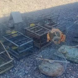 9 de cada 10 animales capturados en la naturaleza mueren durante el traslado, y la presión comercial ha provocado caídas de hasta el 71% en las poblaciones de algunas especies vulnerables.
