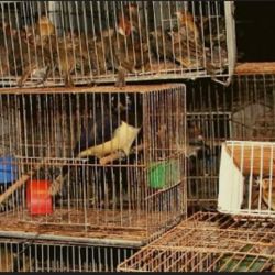 El tráfico ilegal de aves es un flagelo mundial.