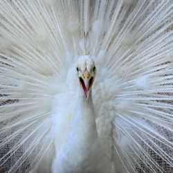 Un pavo real blanco aparece en la fotografía tomada en el Jardín Zoológico Nacional de Dehiwala, cerca de Colombo, con motivo del 90.º aniversario del zoológico. | Foto:ISHARA S. KODIKARA / AFP