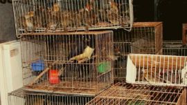 El tráfico ilegal de fauna silvestre ya es la cuarta industria ilícita más rentable del planeta