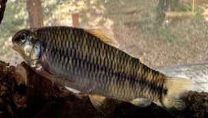 0707_pesca