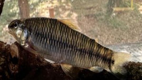 Descubren una nueva especie de pez que habita ríos de montaña 